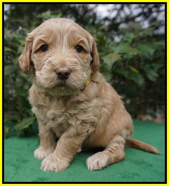 Dreamer Cash pups 4 wks old 271