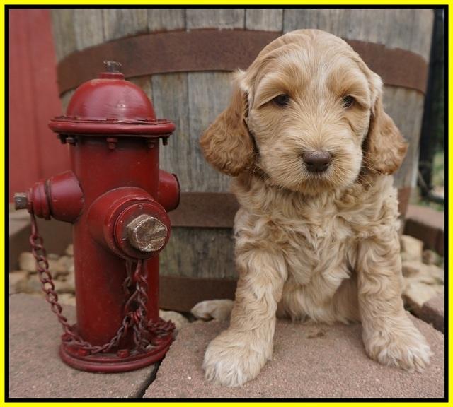 Dreamer Cash pups 6 weeks old 281