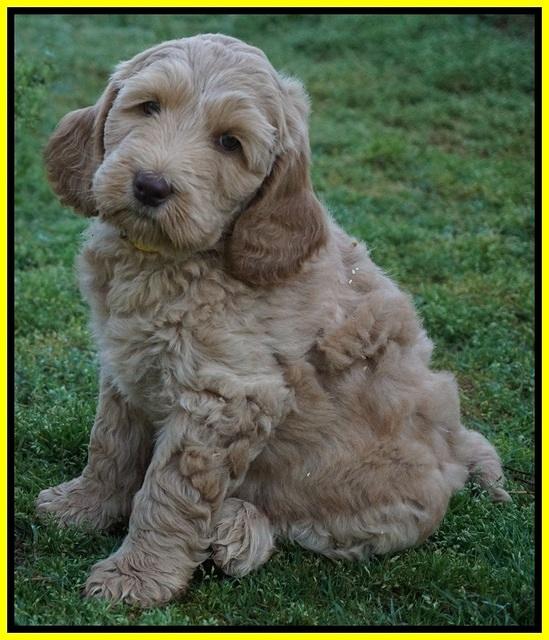 Dreamer Cash pups 7 weeks old 371