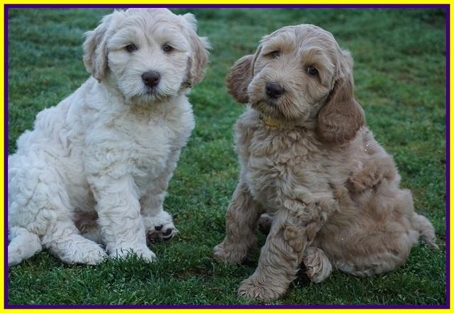 Dreamer Cash pups 7 weeks old 401