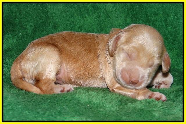Dreamer cash pups 1 wk old 171