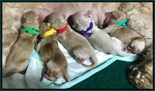 Dreamer cash first 5 newborn