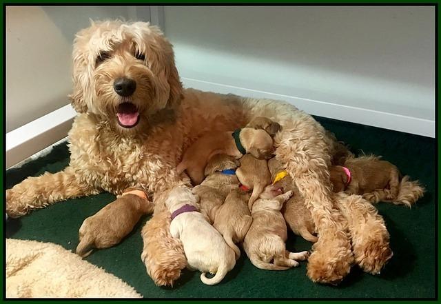 Dreamer pups 1 wk old group