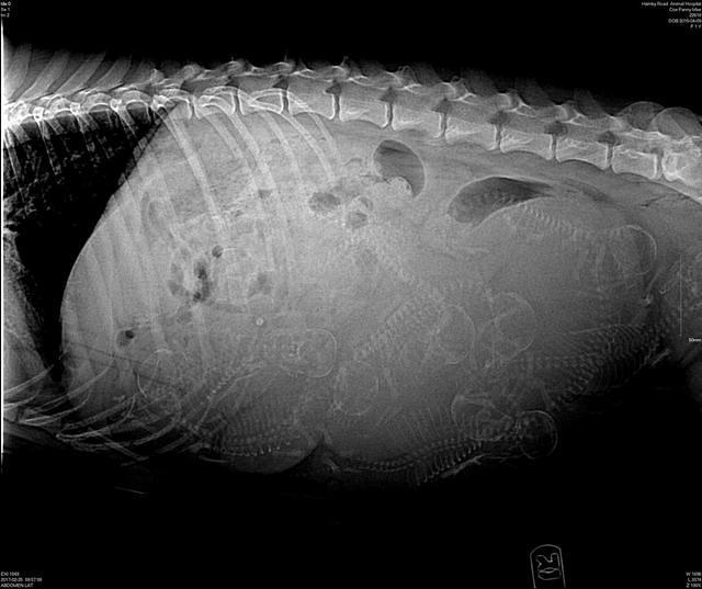 Fanny preg 1 xray 2 25 17