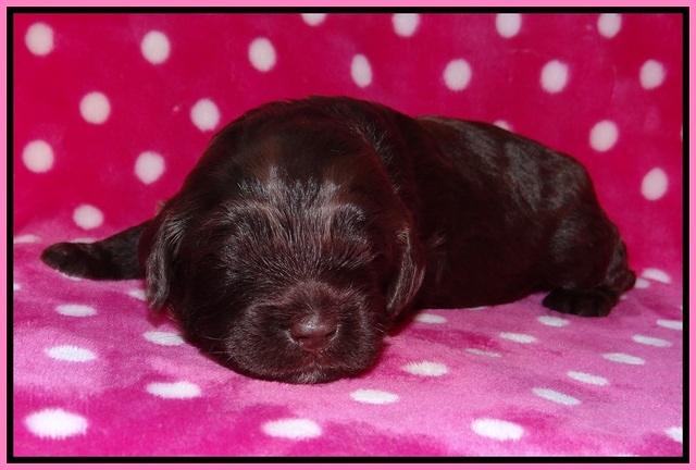 Fanny Deacon pups 2 wks old 31