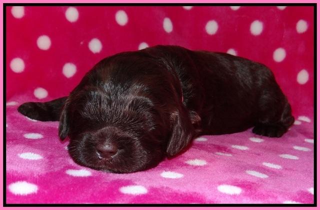 Fanny Deacon pups 2 wks old 41