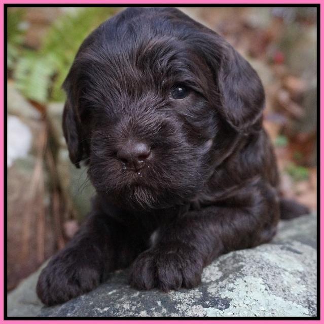 Fanny Deacon pups 3 wks old 21