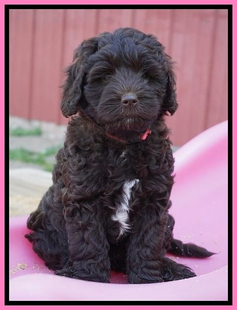 Fanny Deacon pups 7 wks old 21
