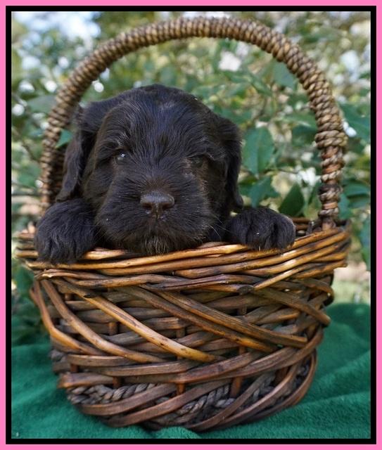 fanny Deacon pups 4 wks old 21