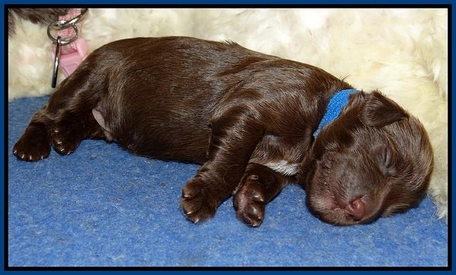 Fanny Deacon pups 1 week old 91