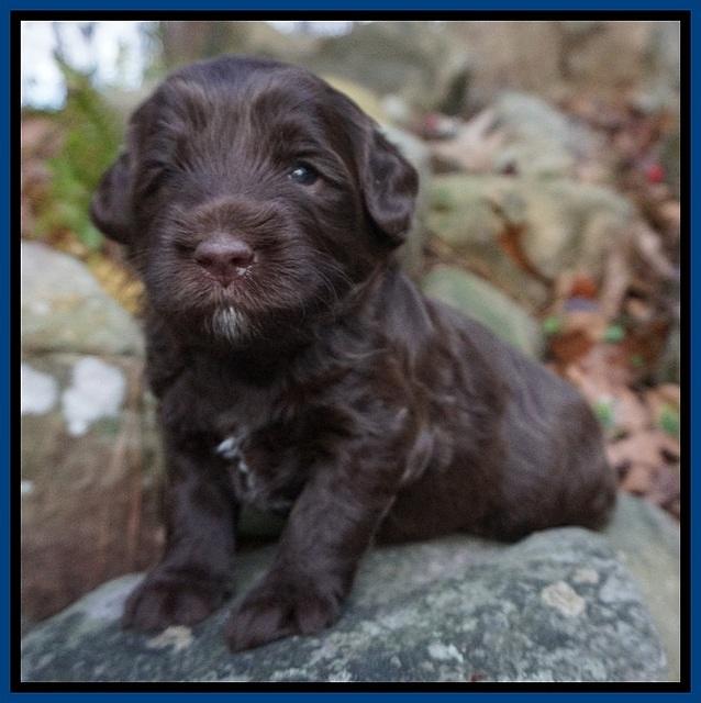Fanny Deacon pups 3 wks old 51