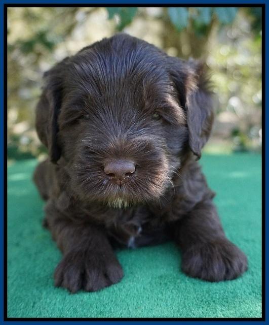 fanny Deacon pups 4 wks old 71