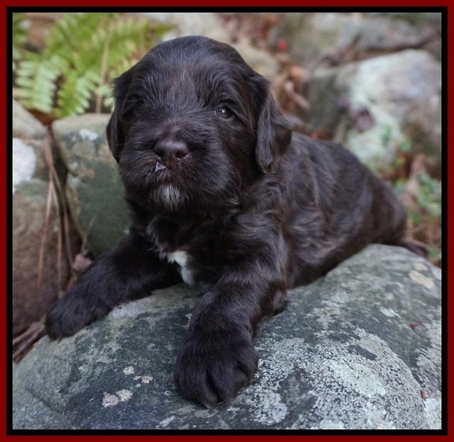 Fanny Deacon pups 3 wks old 81