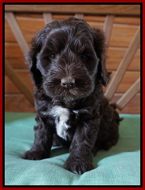 Fanny Deacon pups 6 wks old 101