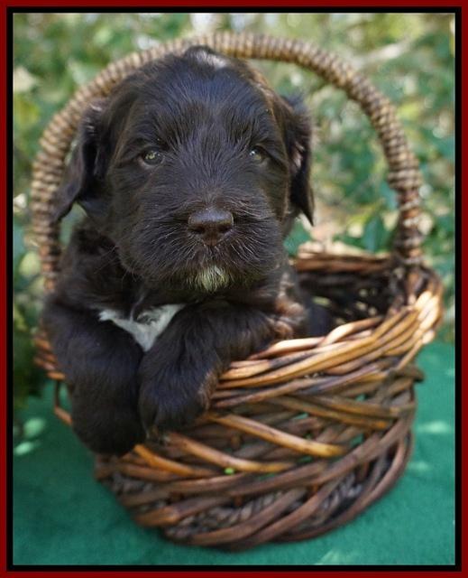 fanny Deacon pups 4 wks old 101