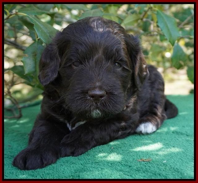 fanny Deacon pups 4 wks old 91