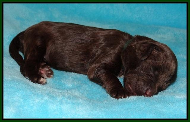 Fanny Deacon pups 1 week old 161