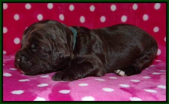 Fanny Deacon pups 2 wks old 71