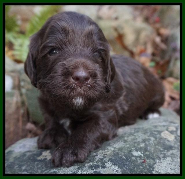 Fanny Deacon pups 3 wks old 151