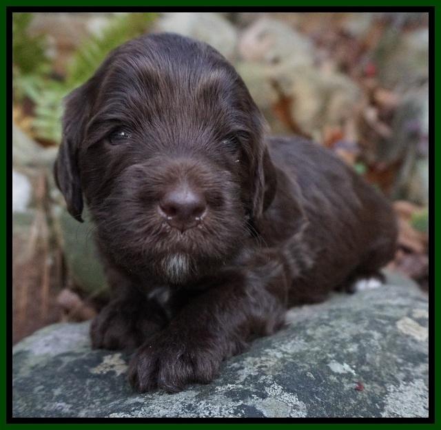 Fanny Deacon pups 3 wks old 161
