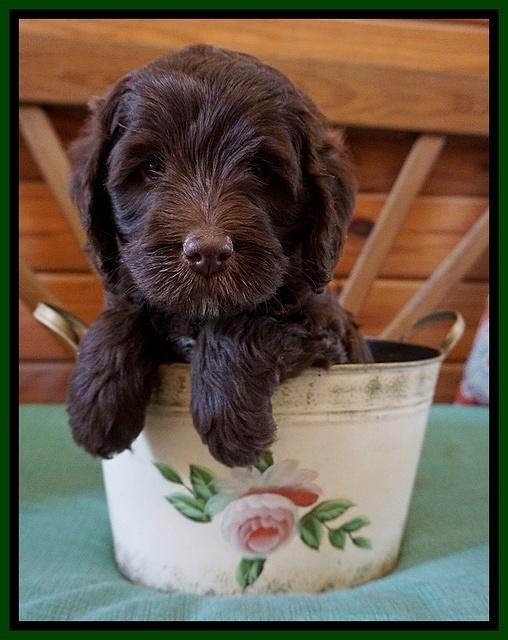 Fanny Deacon pups 6 wks old 121