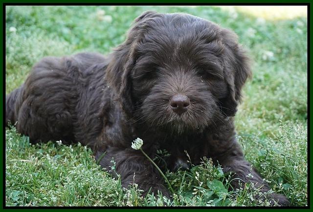 Fanny Deacon pups 7 wks old 151