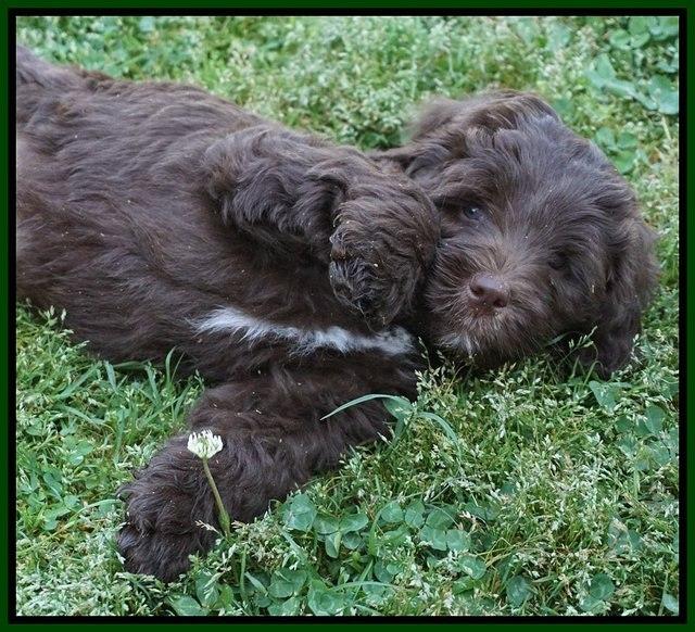 Fanny Deacon pups 7 wks old 161