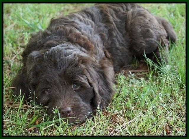 Fanny Deacon pups 7 wks old 171
