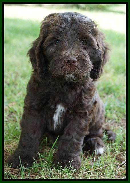 Fanny Deacon pups 7 wks old 191