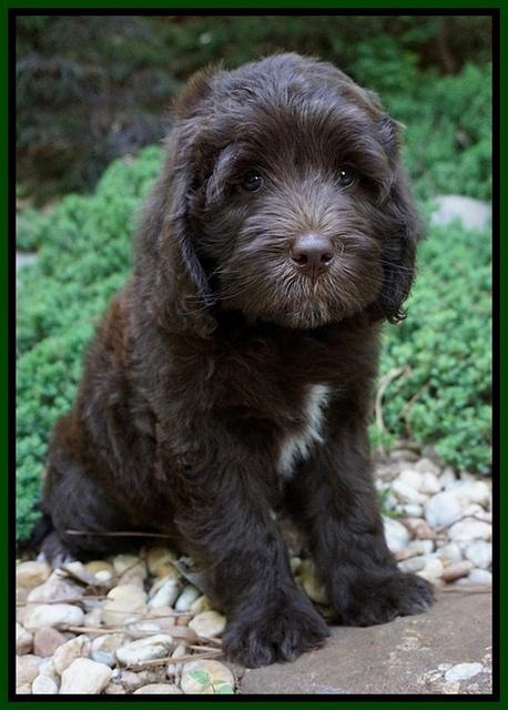 Fanny Deacon pups 8 weeks old 181