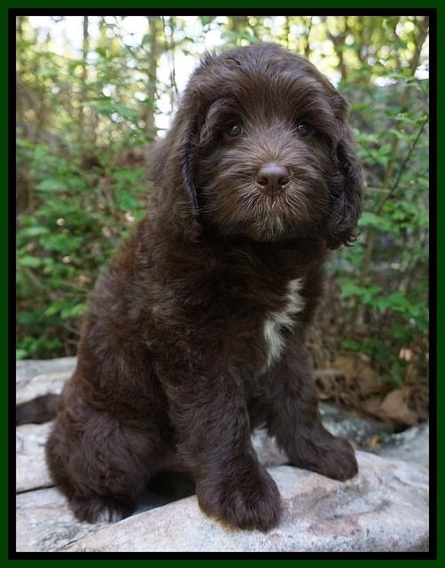 Fanny Deacon pups 8 weeks old 191