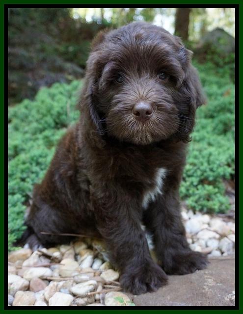 Fanny Deacon pups 8 weeks old 201