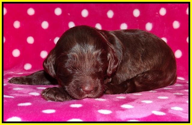 Fanny Deacon pups 2 wks old 101