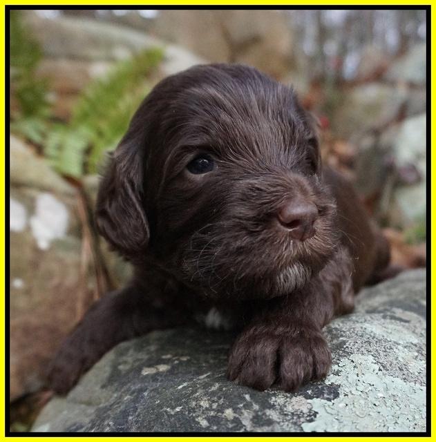 Fanny Deacon pups 3 wks old 121