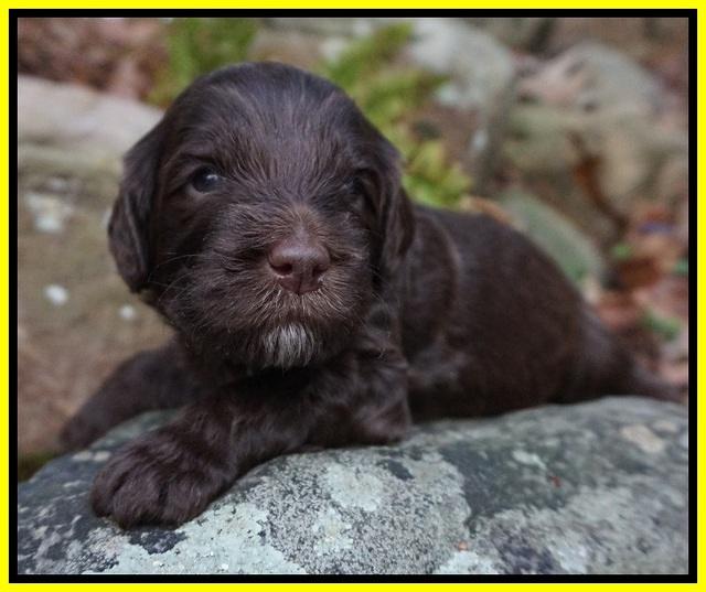 Fanny Deacon pups 3 wks old 131