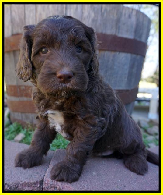 Fanny Deacon pups 5 wks old 101
