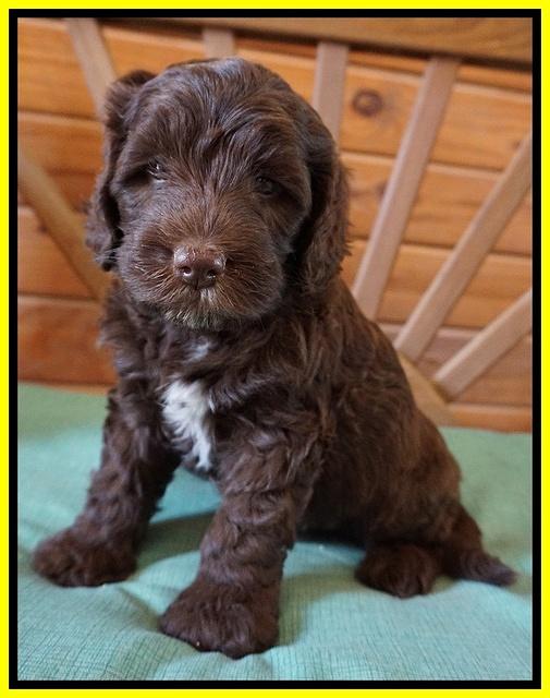 Fanny Deacon pups 6 wks old 141