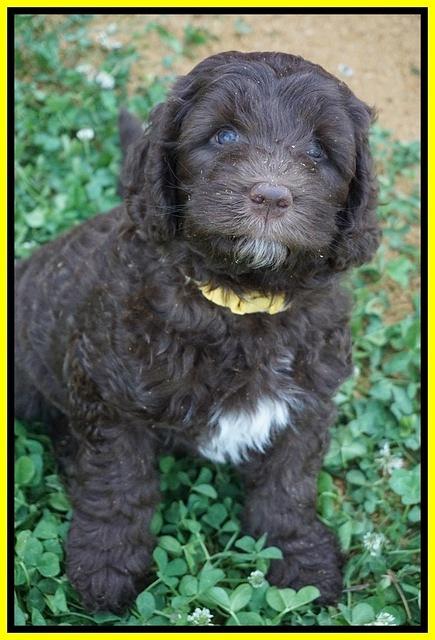 Fanny Deacon pups 7 wks old 211