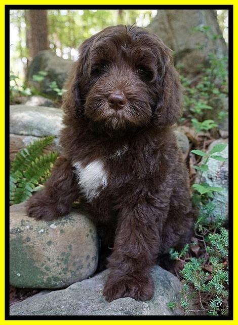 Fanny Deacon pups 8 wks old 13000