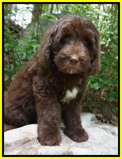 Fanny Deacon pups 8 wks old 33000