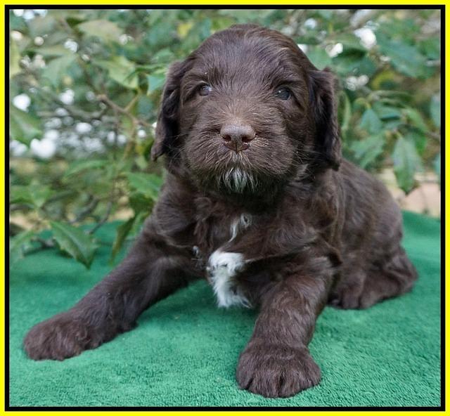 fanny Deacon pups 4 wks old 131