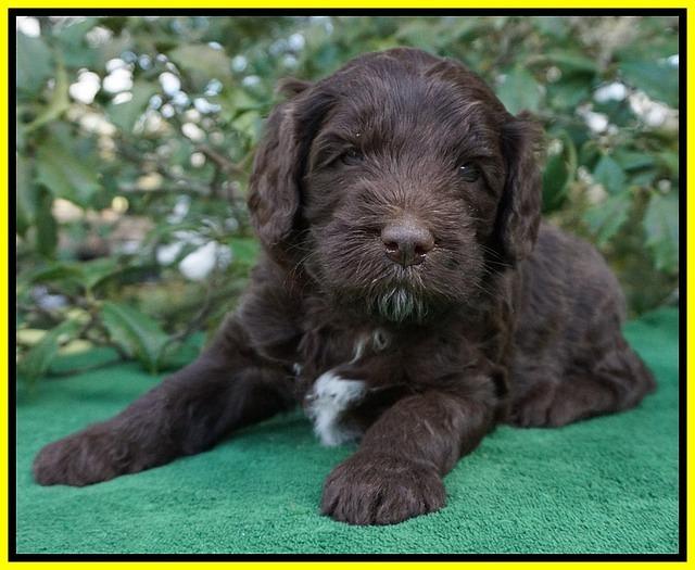 fanny Deacon pups 4 wks old 141