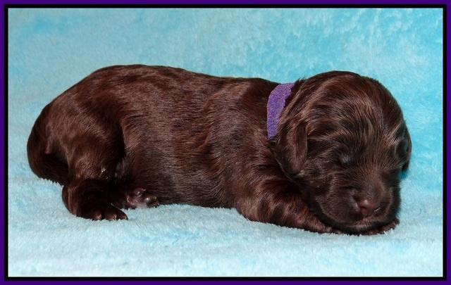 Fanny Deacon pups 1 week old 141