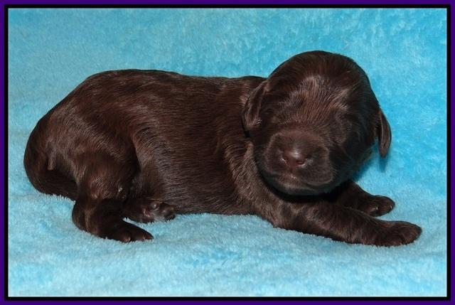 Fanny Deacon pups 1 week old 231