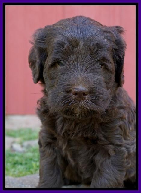 Fanny Deacon pups 5 wks old 201