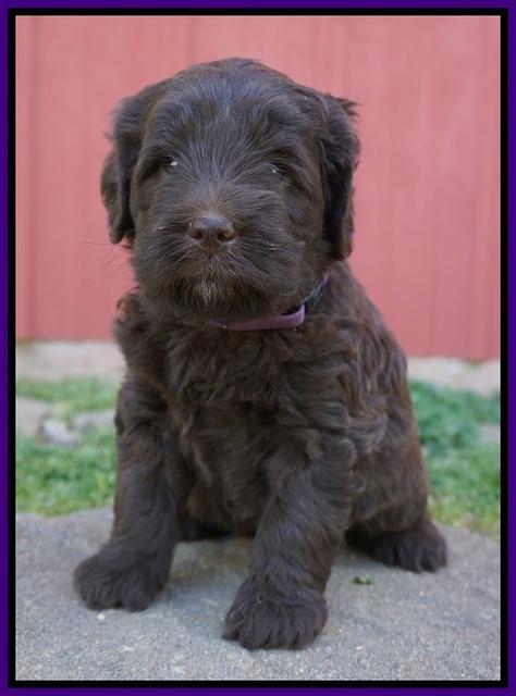 Fanny Deacon pups 5 wks old 211