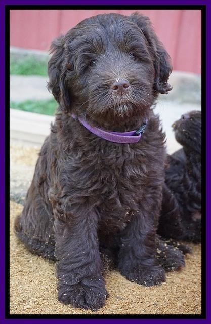 Fanny Deacon pups 7 wks old 251