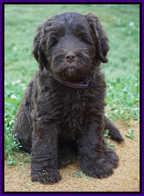 Fanny Deacon pups 7 wks old 271