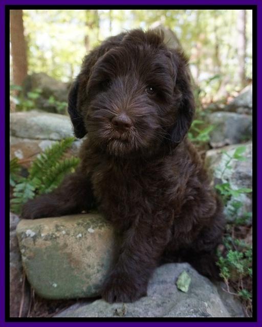 Fanny Deacon pups 8 weeks old 111