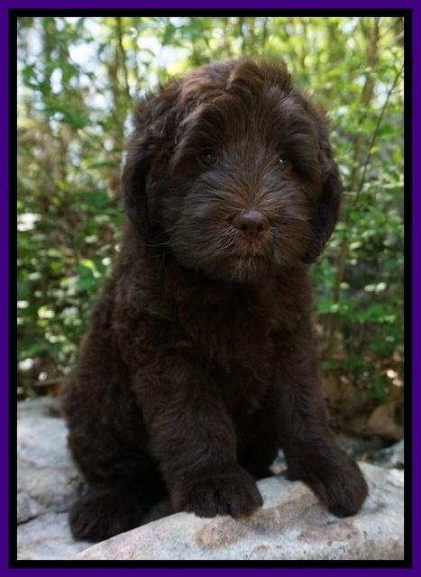 Fanny Deacon pups 8 weeks old 121